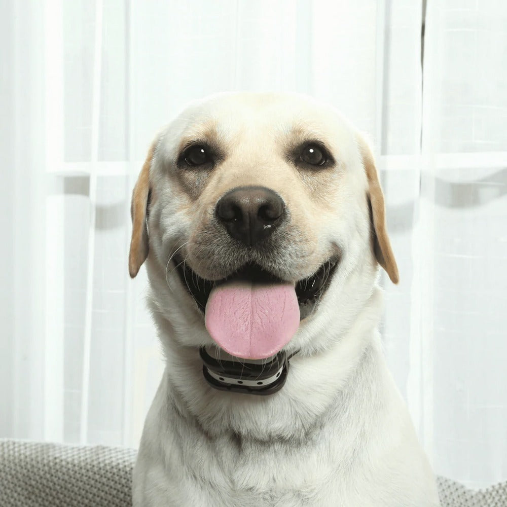 Wireless Electronic Fence and Dog Training Collar
