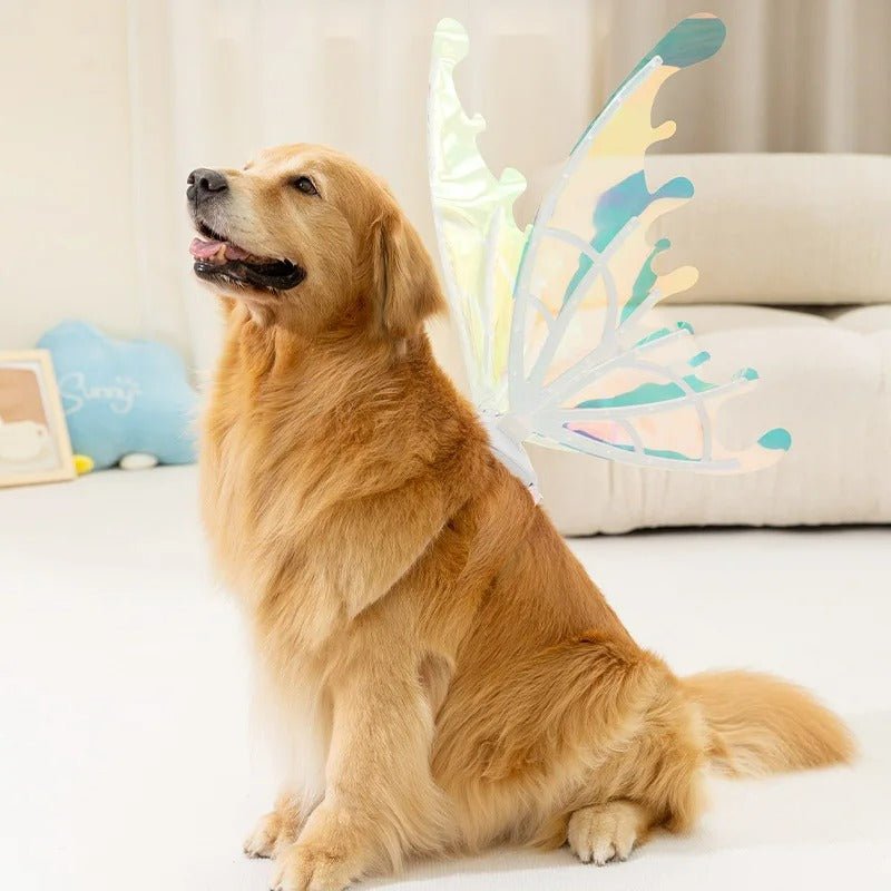 dog fairy wings, pet costume wings, pet fashion, dog costume, dog halloween costumes, pet costumes, best dog costumes, small dog costumes, large dog costumes, pet costumes for dogs, matching dog and owner outfits