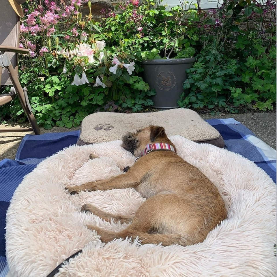 Calming Cloud 9 Dog Bed