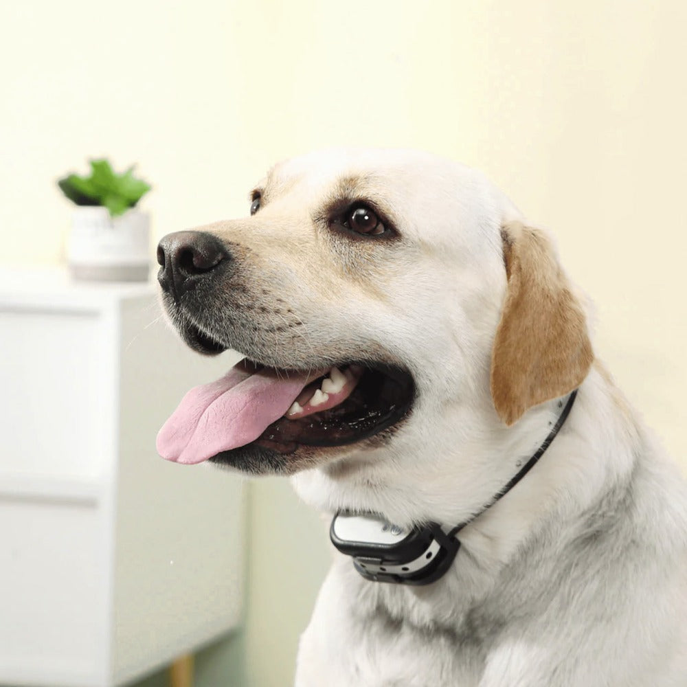 Wireless Electronic Fence and Dog Training Collar