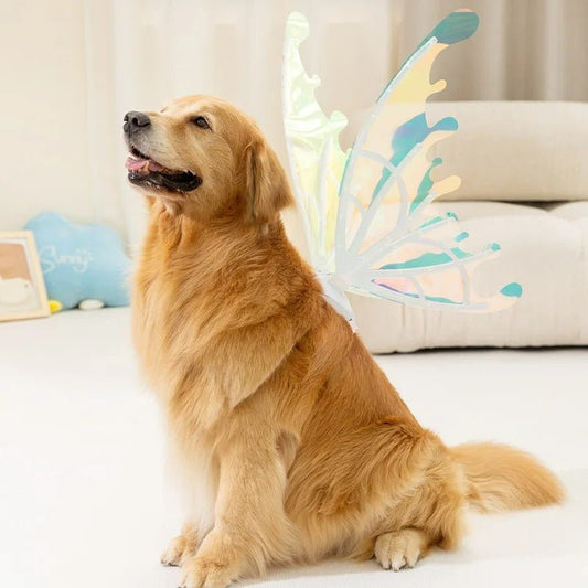 dog fairy wings, pet costume wings, pet fashion, dog costume, dog halloween costumes, pet costumes, best dog costumes, small dog costumes, large dog costumes, pet costumes for dogs, matching dog and owner outfits