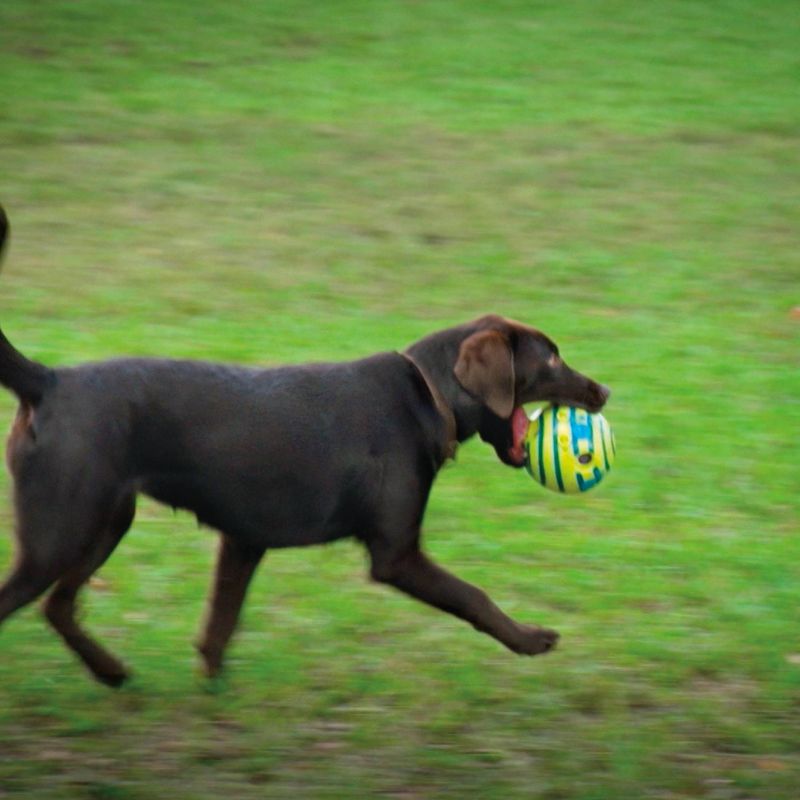 Interactive Dog Toy with Fun Giggle Sounds